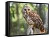 Barred Owl in Old Growth East Texas Forest With Spanish Moss, Caddo Lake, Texas, USA-Larry Ditto-Framed Stretched Canvas