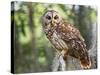 Barred Owl in Old Growth East Texas Forest With Spanish Moss, Caddo Lake, Texas, USA-Larry Ditto-Stretched Canvas