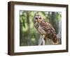 Barred Owl in Old Growth East Texas Forest With Spanish Moss, Caddo Lake, Texas, USA-Larry Ditto-Framed Photographic Print