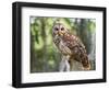 Barred Owl in Old Growth East Texas Forest With Spanish Moss, Caddo Lake, Texas, USA-Larry Ditto-Framed Photographic Print