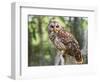 Barred Owl in Old Growth East Texas Forest With Spanish Moss, Caddo Lake, Texas, USA-Larry Ditto-Framed Photographic Print