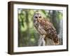 Barred Owl in Old Growth East Texas Forest With Spanish Moss, Caddo Lake, Texas, USA-Larry Ditto-Framed Photographic Print