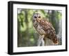 Barred Owl in Old Growth East Texas Forest With Spanish Moss, Caddo Lake, Texas, USA-Larry Ditto-Framed Photographic Print