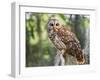 Barred Owl in Old Growth East Texas Forest With Spanish Moss, Caddo Lake, Texas, USA-Larry Ditto-Framed Photographic Print