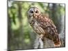 Barred Owl in Old Growth East Texas Forest With Spanish Moss, Caddo Lake, Texas, USA-Larry Ditto-Mounted Photographic Print