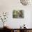 Barred Owl in Old Growth East Texas Forest With Spanish Moss, Caddo Lake, Texas, USA-Larry Ditto-Photographic Print displayed on a wall