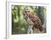 Barred Owl in Old Growth East Texas Forest With Spanish Moss, Caddo Lake, Texas, USA-Larry Ditto-Framed Photographic Print