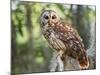 Barred Owl in Old Growth East Texas Forest With Spanish Moss, Caddo Lake, Texas, USA-Larry Ditto-Mounted Photographic Print