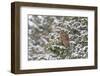 Barred owl in red cedar tree in snow, Marion County, Illinois.-Richard & Susan Day-Framed Photographic Print