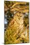 Barred owl in red cedar tree, Marion County, Illinois.-Richard & Susan Day-Mounted Photographic Print