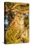 Barred owl in red cedar tree, Marion County, Illinois.-Richard & Susan Day-Stretched Canvas