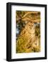 Barred owl in red cedar tree, Marion County, Illinois.-Richard & Susan Day-Framed Photographic Print