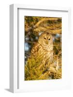 Barred owl in red cedar tree, Marion County, Illinois.-Richard & Susan Day-Framed Photographic Print