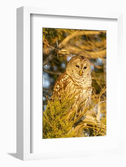 Barred owl in red cedar tree, Marion County, Illinois.-Richard & Susan Day-Framed Photographic Print