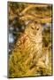 Barred owl in red cedar tree, Marion County, Illinois.-Richard & Susan Day-Mounted Photographic Print