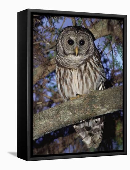 Barred Owl in Tree, Corkscrew Swamp Sanctuary Florida USA-Rolf Nussbaumer-Framed Stretched Canvas