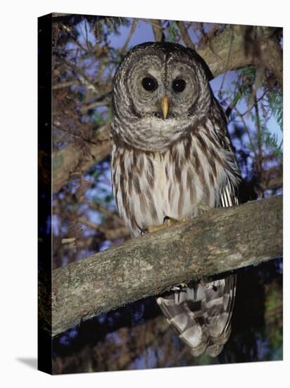 Barred Owl in Tree, Corkscrew Swamp Sanctuary Florida USA-Rolf Nussbaumer-Stretched Canvas