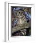 Barred Owl in Tree, Corkscrew Swamp Sanctuary Florida USA-Rolf Nussbaumer-Framed Premium Photographic Print