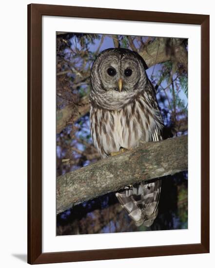 Barred Owl in Tree, Corkscrew Swamp Sanctuary Florida USA-Rolf Nussbaumer-Framed Photographic Print
