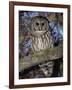 Barred Owl in Tree, Corkscrew Swamp Sanctuary Florida USA-Rolf Nussbaumer-Framed Photographic Print