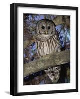 Barred Owl in Tree, Corkscrew Swamp Sanctuary Florida USA-Rolf Nussbaumer-Framed Photographic Print