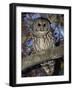 Barred Owl in Tree, Corkscrew Swamp Sanctuary Florida USA-Rolf Nussbaumer-Framed Photographic Print