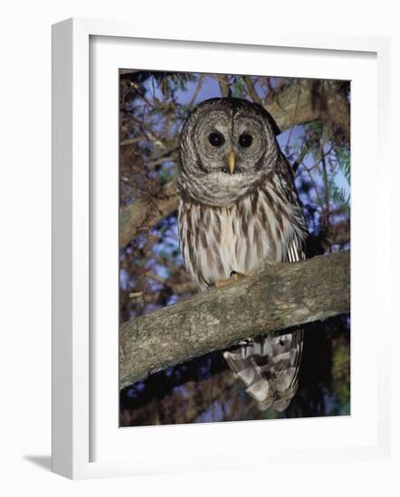 Barred Owl in Tree, Corkscrew Swamp Sanctuary Florida USA-Rolf Nussbaumer-Framed Photographic Print