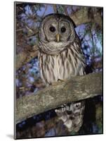 Barred Owl in Tree, Corkscrew Swamp Sanctuary Florida USA-Rolf Nussbaumer-Mounted Photographic Print