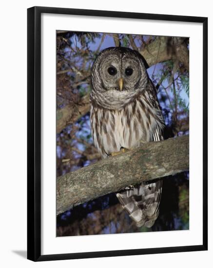 Barred Owl in Tree, Corkscrew Swamp Sanctuary Florida USA-Rolf Nussbaumer-Framed Photographic Print