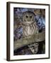 Barred Owl in Tree, Corkscrew Swamp Sanctuary Florida USA-Rolf Nussbaumer-Framed Photographic Print