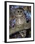 Barred Owl in Tree, Corkscrew Swamp Sanctuary Florida USA-Rolf Nussbaumer-Framed Photographic Print