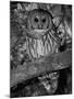 Barred Owl in Tree, Corkscrew Swamp Sanctuary Florida USA-Rolf Nussbaumer-Mounted Photographic Print