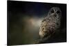 Barred Owl on a Winter Night-Jai Johnson-Stretched Canvas