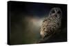 Barred Owl on a Winter Night-Jai Johnson-Stretched Canvas