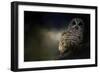 Barred Owl on a Winter Night-Jai Johnson-Framed Giclee Print