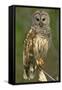 Barred Owl on Perch, Atchafalya River Basin-null-Framed Stretched Canvas