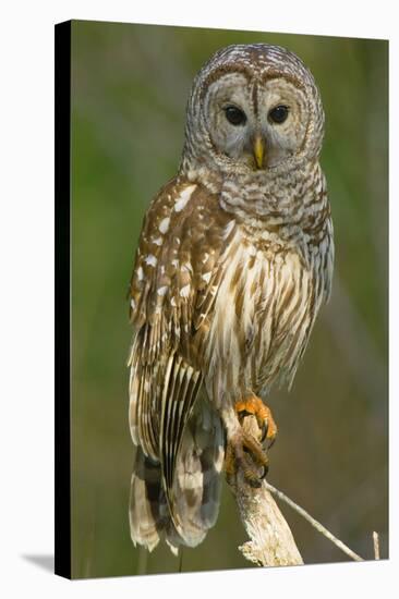 Barred Owl on Perch, Atchafalya River Basin-null-Stretched Canvas