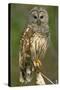 Barred Owl on Perch, Atchafalya River Basin-null-Stretched Canvas