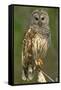 Barred Owl on Perch, Atchafalya River Basin-null-Framed Stretched Canvas