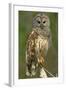 Barred Owl on Perch, Atchafalya River Basin-null-Framed Photographic Print