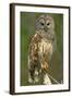 Barred Owl on Perch, Atchafalya River Basin-null-Framed Photographic Print