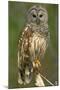 Barred Owl on Perch, Atchafalya River Basin-null-Mounted Photographic Print