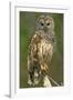 Barred Owl on Perch, Atchafalya River Basin-null-Framed Photographic Print