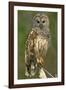 Barred Owl on Perch, Atchafalya River Basin-null-Framed Photographic Print