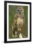 Barred Owl on Perch, Atchafalya River Basin-null-Framed Photographic Print