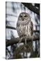Barred owl on perch, United States of America, North America-Ashley Morgan-Stretched Canvas