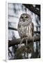 Barred owl on perch, United States of America, North America-Ashley Morgan-Framed Photographic Print