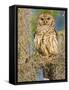 Barred Owl perched in cypress tree, Texas, USA-Larry Ditto-Framed Stretched Canvas