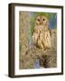 Barred Owl perched in cypress tree, Texas, USA-Larry Ditto-Framed Photographic Print