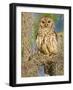 Barred Owl perched in cypress tree, Texas, USA-Larry Ditto-Framed Photographic Print